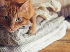 Ждать ли дождя в первый рабочий день недели на Кубани, рассказали синоптики 