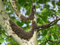 В Новороссийске заметили нашествие гусениц 