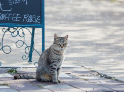 Конец недели в Краснодаре ожидается пасмурным