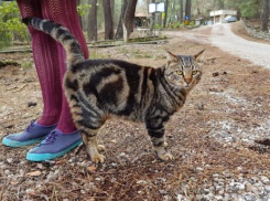 Град, гроза и ливни возвращаются на Кубань
