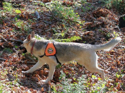 Потерявшегося в горах пенсионера с собакой ищут кинологи