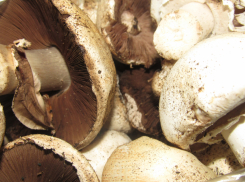 Где на Кубани и в Адыгее собирают грибы: топ самых урожайных мест 