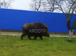 Разгуливающий по станице в Краснодарском крае дикий кабан попал на видео 