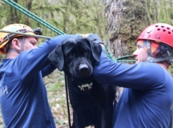 МЧС проводит учения с собаками в горах Сочи
