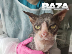 Жительница Краснодарского края в сопровождении трех мужчин ворвалась в ветклинику Москвы ради кота Мурзика