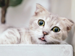 Осень пришла: на Кубани воздух прогреется до +25