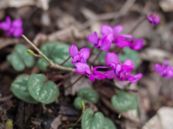  В Краснодаре будут наказывать за покупку и продажу первоцветов 
