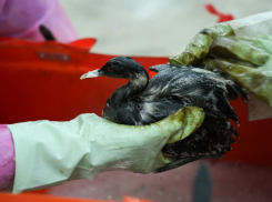 Пострадавших от мазута в Анапе и Темрюкском районе птиц ждут в краснодарском зоопарке 