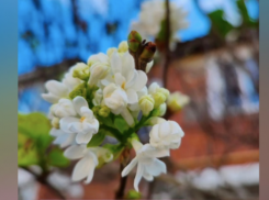 Помидоры, перцы, сирень зацвели в ноябре в Краснодарском крае 