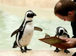 В Краснодаре ищут домработницу по уходу за VIP–гардеробом: названы самые необычные вакансии Кубани