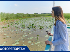 «Ищем спонсора, воду залить не можем»: в Краснодаре опасаются гибели легендарного озера лотосов