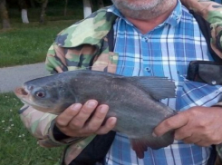 Рыбак выловил в кубанском водохранилище пиранью