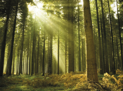 «ТНС энерго Кубань»: подключи электронную квитанцию - спаси дерево