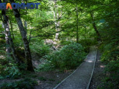 Туристов предупредили о пяти ядовитых растениях Краснодарского края в июне