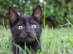 Солнечно и тепло будет на Кубани 