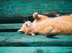 До рекорда по жаре Краснодару осталось немного