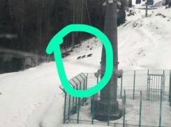 «В поисках вкусного фрирайдера»: очевидцы сфотографировали медведицу с потомством на трассе в Сочи