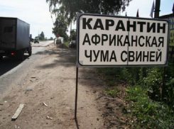 Россельхознадзор раскритиковал кубанских чиновников за работу по ликвидации АЧС 