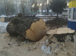 В центре Краснодара спилили большое дерево 