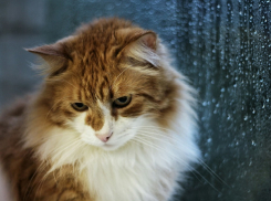 Туманно и пасмурно: дожди на Кубани не прекращаются