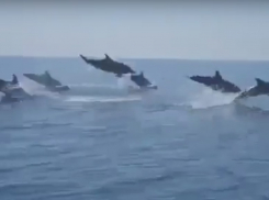 В Сочи «реактивные» дельфины устроили соревнования с лодкой