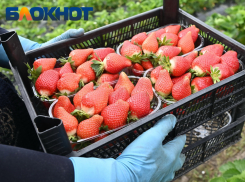 «Урожай будет меньше»: когда ждать первую кубанскую клубнику на прилавках