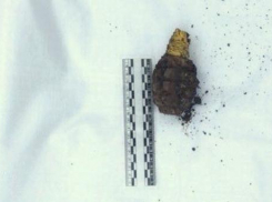 Опасную находку времен Великой Отечественной войны нашли в Сочи