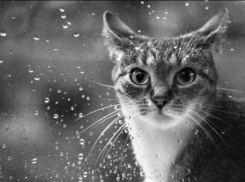 На Кубани в среду пройдут кратковременные дожди