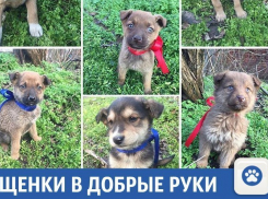 Маленькие друзья человека ищут добрых хозяев на Кубани