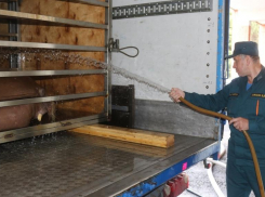 По пути в Анапу два моржа чуть не погибли из-за жары