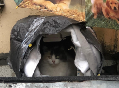 Новую порцию дождей спрогнозировали в Краснодарском крае 