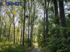 В лесах Краснодарского края запретили жечь костры и готовить на мангале