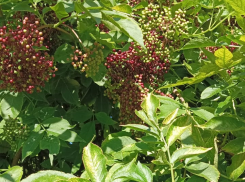 Актуальный Краснодар сегодня: Покров. Тепло. Копим жизненные силы, пишем строчными буквами, радуемся жизни и готовимся к свадьбам 