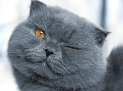 Тепло до +21: погода на Кубани располагает к выбору президента 