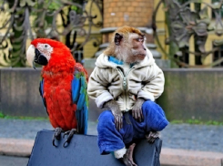 В Сочи уличный фотограф украл обезьяну и попугая