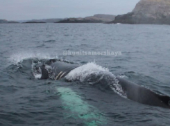 Компания Потанина и Дерипаски помогла спасти кита в Баренцевом море