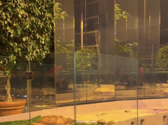 Не кормите и не ныряйте: в зеркальном лабиринте парка Галицкого поселились огромные черепахи