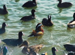 В Горячем Ключе поселилась экзотическая утка мандаринка
