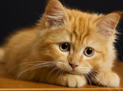 Дожди и снег продолжатся на Кубани 