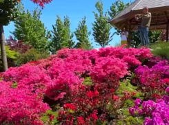 В Японском саду Краснодара расцвели азалии