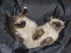 Воздух на Кубани прогреется до +16 