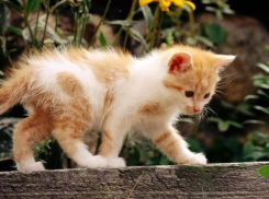 Градус выше: температура воздуха на Кубани поднимается