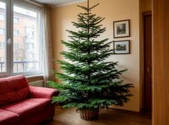 Елки-половинки пытаются продать краснодарцам 