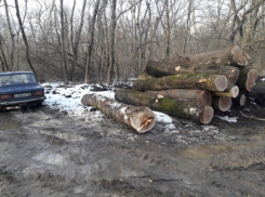 Прокуратура нашла «черных лесорубов» по следам публикаций «Блокнот Краснодар»