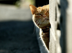 Солнце в Краснодаре будет греть из-за облаков