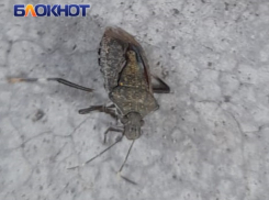 Мраморные клопы атаковали Краснодарский край: видео