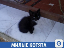 Милые котята ищут новый дом в Краснодаре
