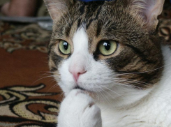 Ждать ли дождей на Кубани, рассказали синоптики