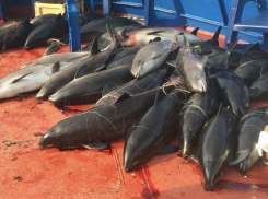 Браконьеры из Украины убили 46 дельфинов в Черном море 