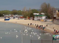 Чиновники Анапы лично отполировали город к приезду «кормильцев»